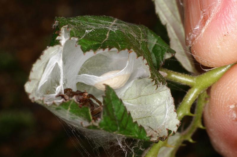 Clubiona_lutescens_D4885_Z_89_Les Gris_Frankrijk.jpg
